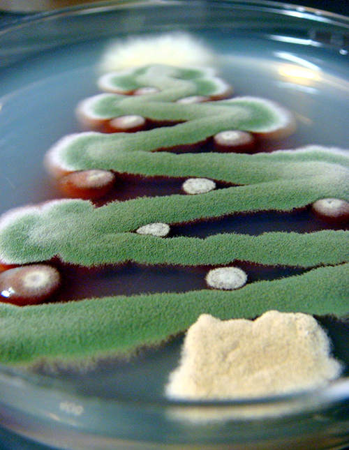 fungal-christmas-2